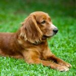 Pet Cryopreservation