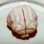 On The Determination Of Cracking Limits In Cryopreserved Cat Brains